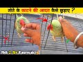 तोते का काटना कैसे छुड़ाए / Stop parrot biting habit / In Hindi !!