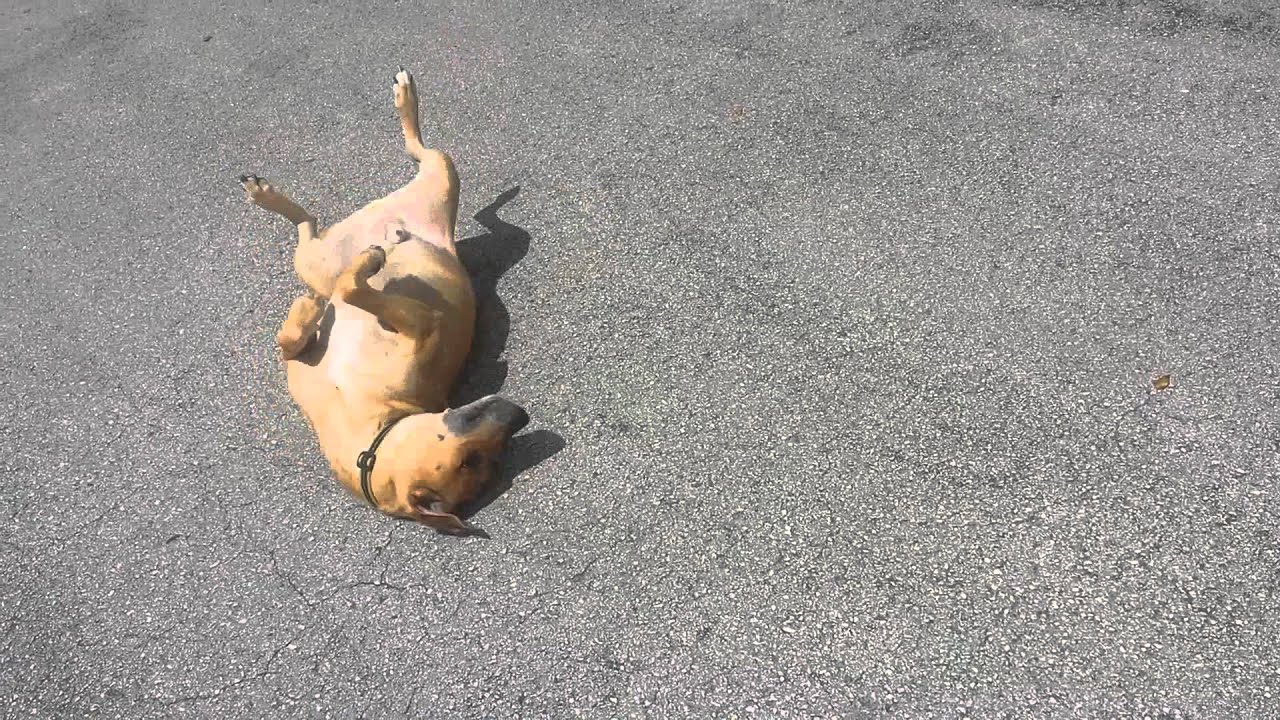 scratchpad dog