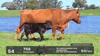LOTE 54 - VENTRES ANGUS - LEILÃO SÃO BIBIANO 2021