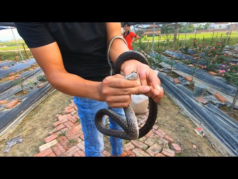 Bị Rắn Hổ Trâu Cắn Vào Tay Khi Đi Bắt Hộ Người Anh / Quế Nghịch