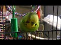 parakeet