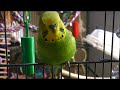 parakeet