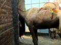 QURBANI OF CAMEL ACCORDING TO ORDER OF ALLAH AT LAHORE OIL MILS PART 1.mp4
