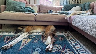 Bad Vlog Flat Dogs