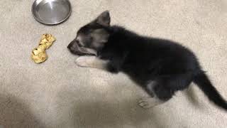 Cute German Shepherd puppy playing with a bone (funny)