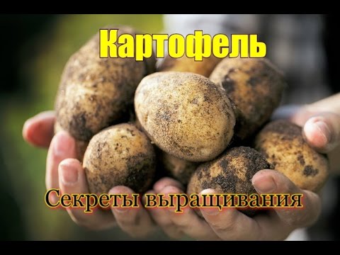 Как собирать семена помидоров правильно. Заготовка и хранение семян зимой Как правильно собрать семена помидоров в домашних условиях
