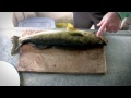 How to fillet Walleye - Walleye Cleaning
