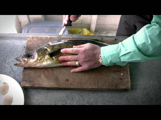 Watch How to fillet Walleye - Walleye Cleaning on YouTube.