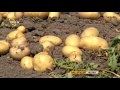 Tarla Bitkileri-Patates Yetiştiriciliği