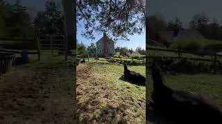 Cavalos Peidam Horses Fart