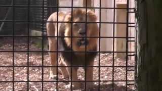 Infomercialism: Chessington World of Adventures