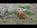 Baby Fox Playing