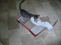 Lovely Pets 8 A Catty Rigodon 1m25nbg Lovely Pets 8 A Catty Rigodon 1m25nbg