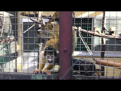 池田動物園のリスザル 2010．10．23