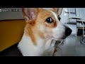 FUNNIEST DOGS Caught on Camera 😁 Funniest Animal Videos