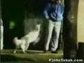 Funny Animals Video