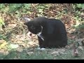 image Cat Snake Fight Till Death