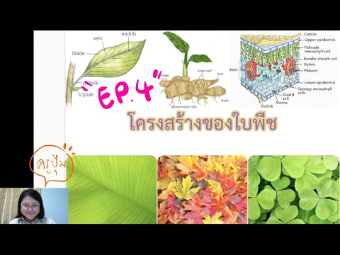 Ep4 โครงสร้างของใบ