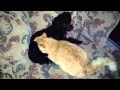 Poodle dog breastfeeding ginger cat