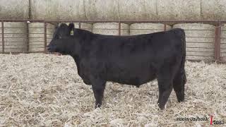 Hooks Jayhawk 208J
