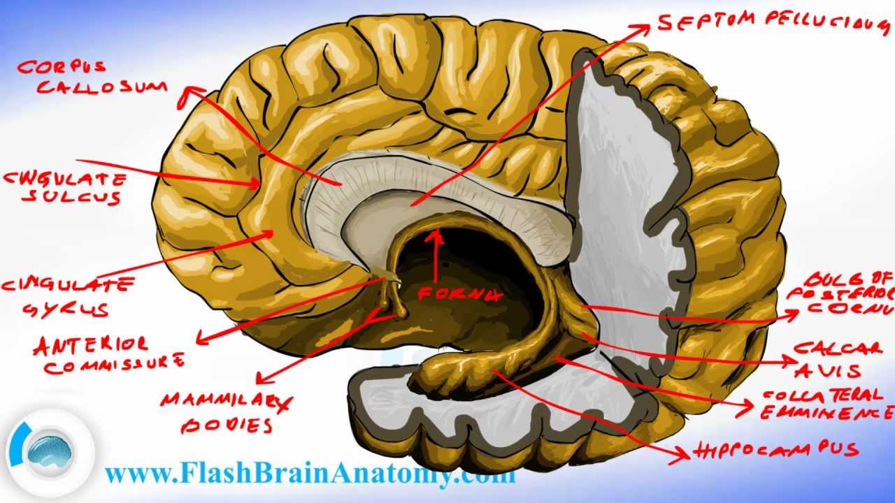 Brain Anatomy - Brain Fornix and Ventricle Anatomy - YouTube