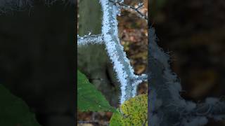 Thats Not Wind White Fuzz Moves On Its Own Wooly Beech Aphids