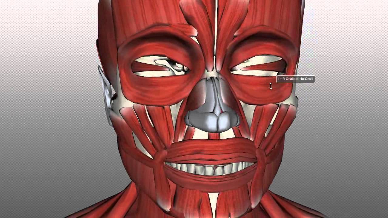 Muscles of Facial Expression - Anatomy Tutorial PART 1 - YouTube