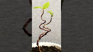 How To Make A Guava Tree Bonsai Short Bonsai Guajava Bonsai