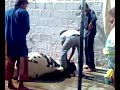 Eid ul azha qurbani