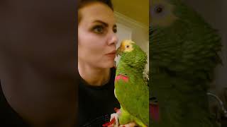 Lucy My Amazon Parrot Singing While I Sniff Her