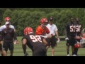 bengals