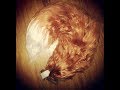 Yarn Tail: Realistic Red Fox Tail