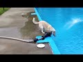 My Dog Isn't The Smartest Part 2