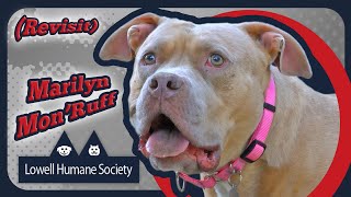 Animal Adoptable De La Semaine - Marilyn Monruff Revisit