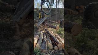 How To See The Wood Process With Harvester 1270G #Harvester #Johndeere #Wood #Trending #Viral #Tree