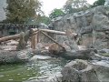 Видео Funny Bears swimming. Kyiv Zoo - Медвежата купаются