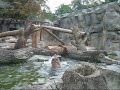 Funny Bears swimming. Kyiv Zoo - Медвежата купаются