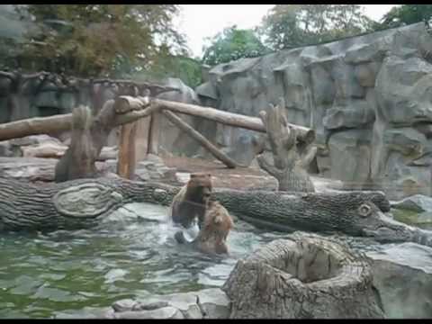 Funny Bears swimming. Kyiv Zoo - Медвежата купаются