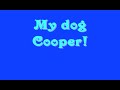 My Black Mouth Cur Cooper