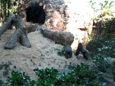 上野動物園のゴリラ　ハオコがコモモをモモコに返す場面