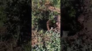 Рита На Охоте Я Же Просила Не Беспокоить Меня, Когда Я Рою