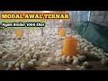 Modal Awal Ternak Ayam Broiler 1000 Ekor