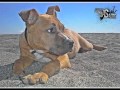 AQUIRA 4 MESES - AMERICAN STANFORD - PITBULL - 2011- FAMILY OF DOG`S
