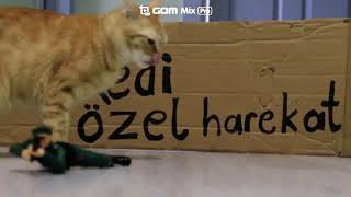 #kedi  #kediözelharekat Kedi özel harekat(KÖH)