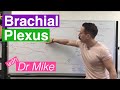 Brachial plexus and Branches