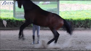 Anxious Grand Prix Dressage Horse - Session One