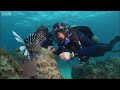 Venomous Lionfish - Oceans - BBC