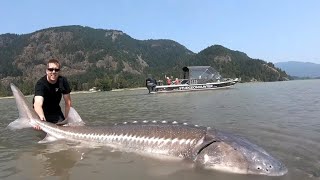 Top 3 Biggest Sturgeon Caught On Camera Compilation