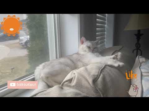 Cute Cat Nap time 💤 | Coco The Cutest Cat