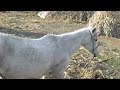animal tube,horse,zoo ,dog ,horse Horse- sex